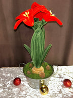 Plante amaryllis rouge