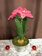 Plante amaryllis rose