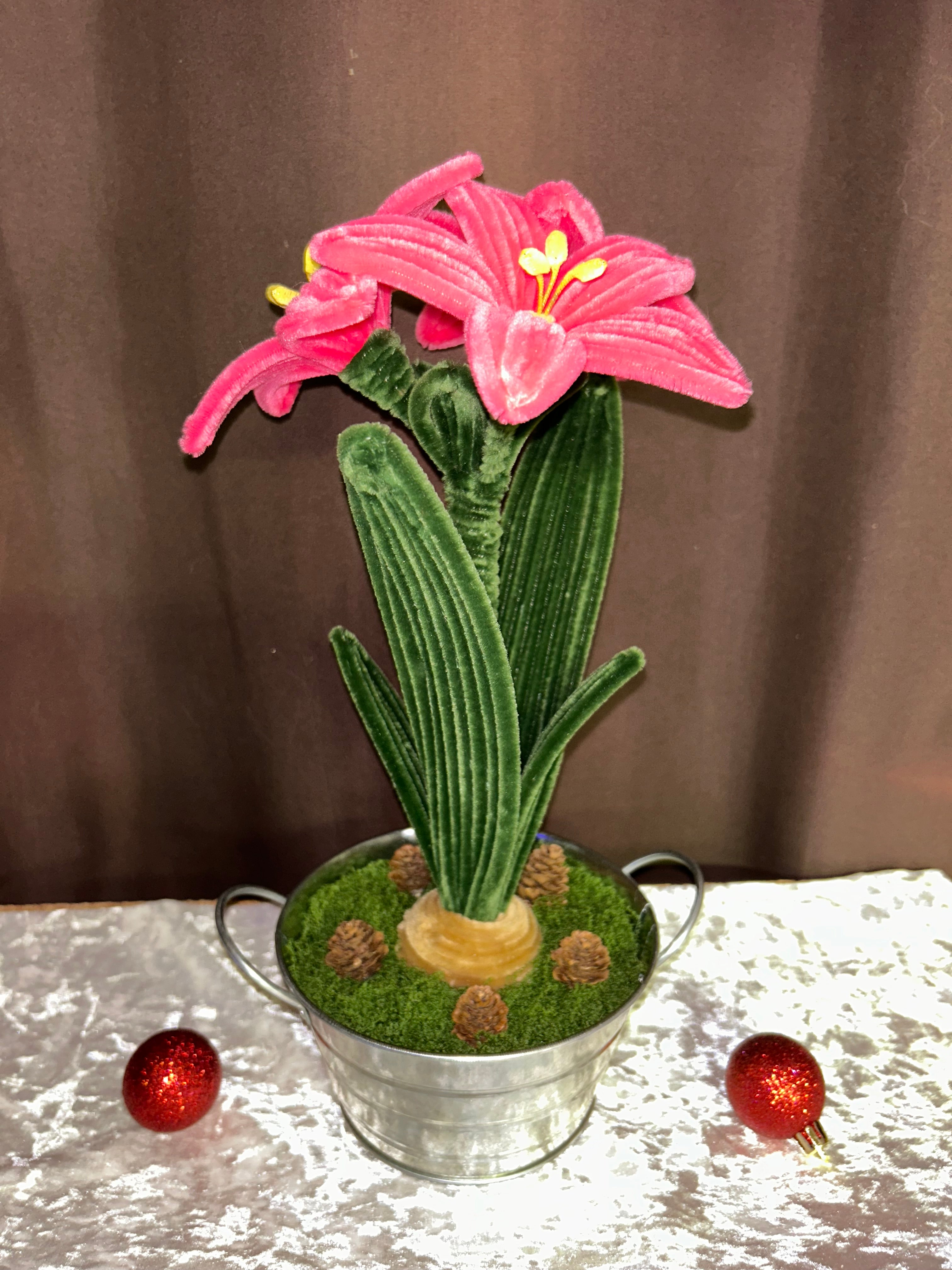 Plante amaryllis rose