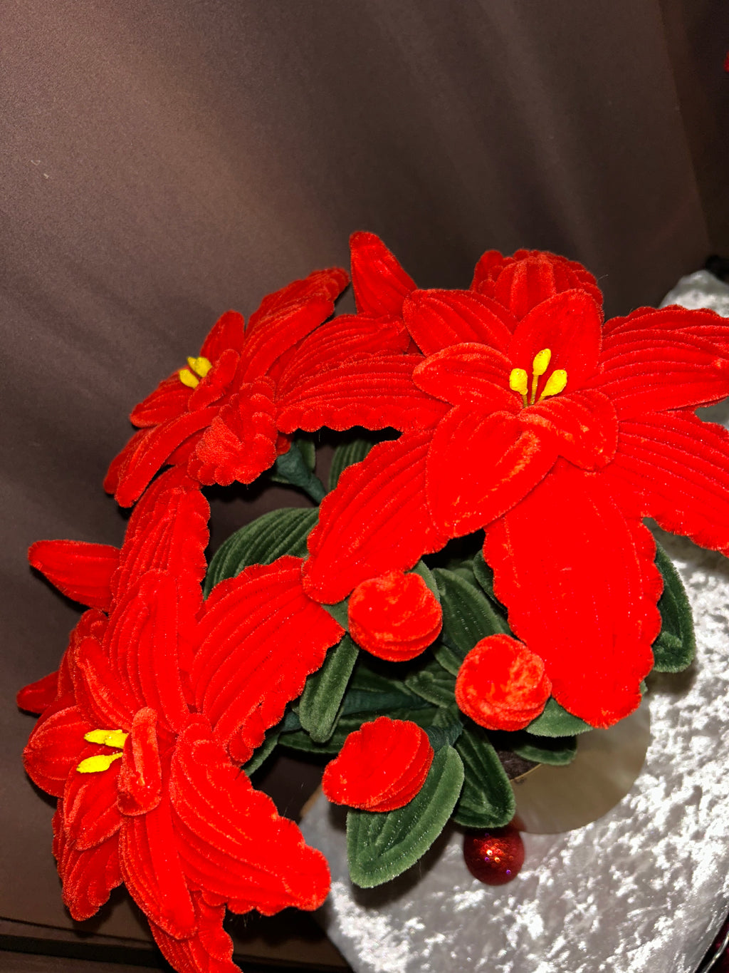 Grande plante Poinsettia