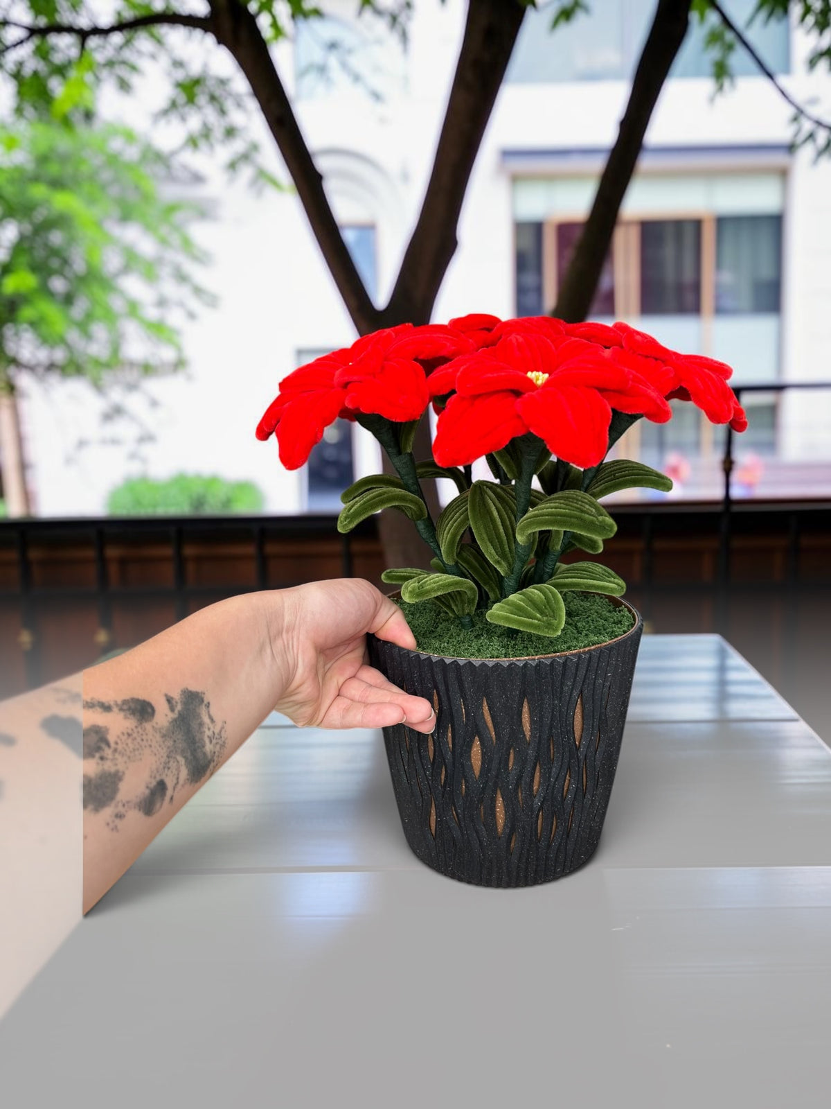Gros Poinsettia rouge