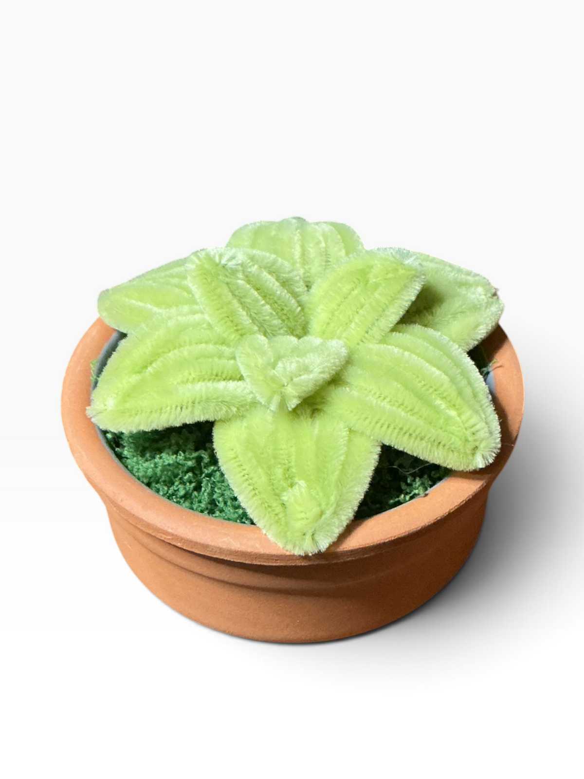 Petite succulente