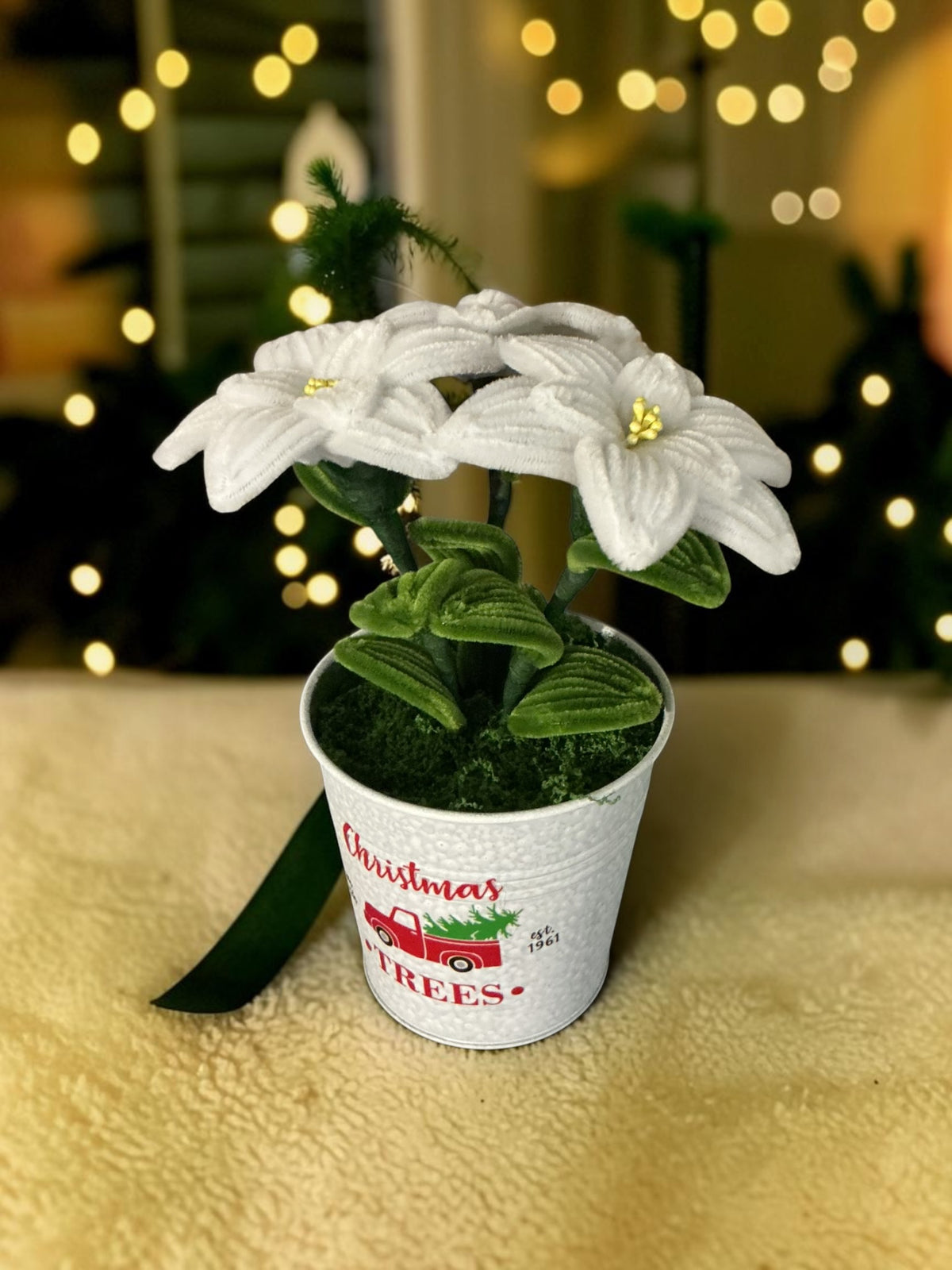 Poinsettia de Noël moyen (différents coloris)
