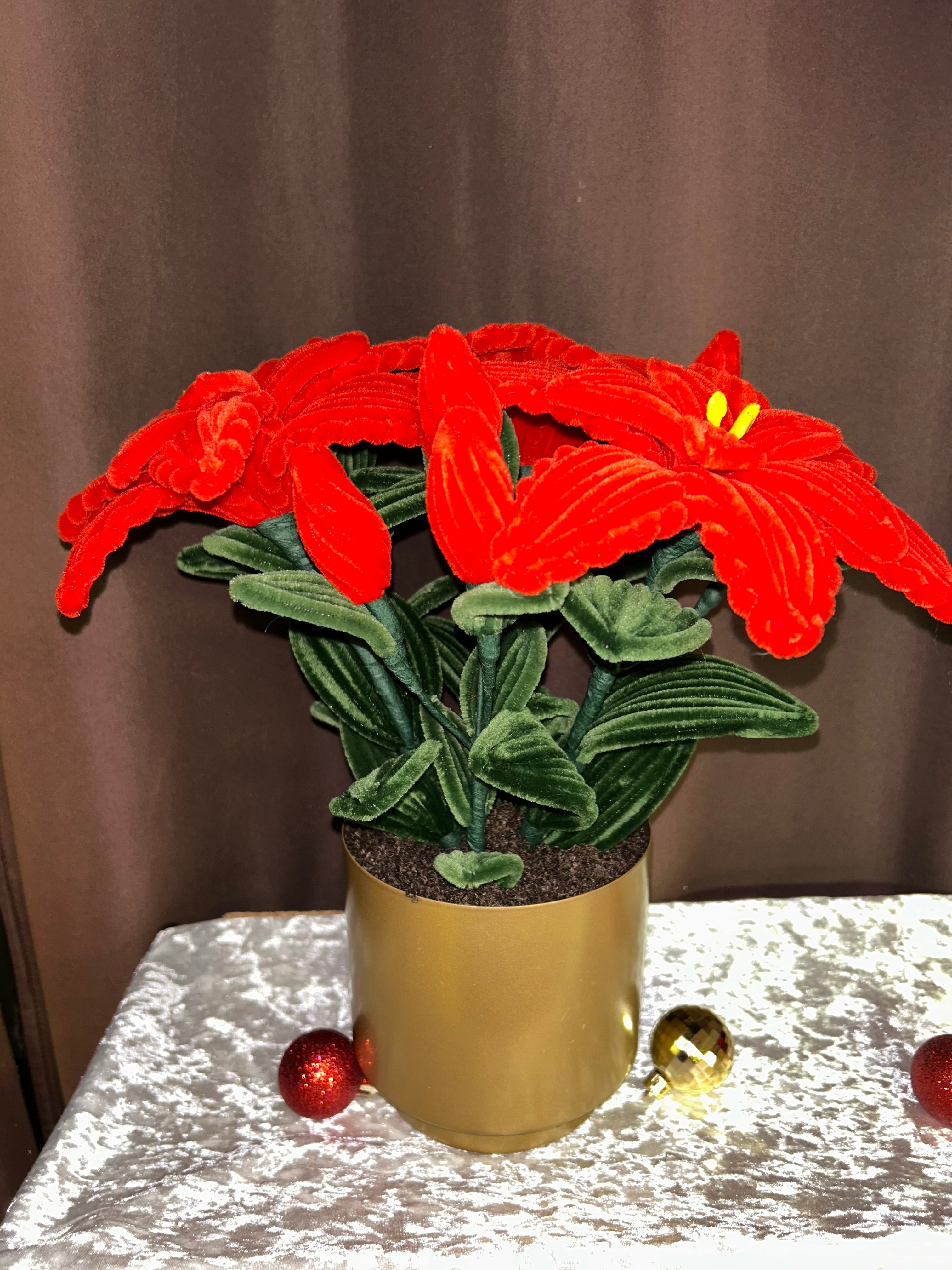 Grande plante Poinsettia