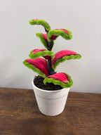 Mini coleus 🪴🌿