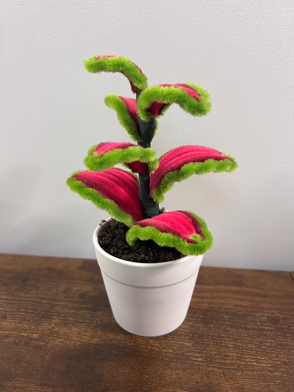 Mini coleus 🪴🌿