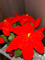 Grande plante poinsettia