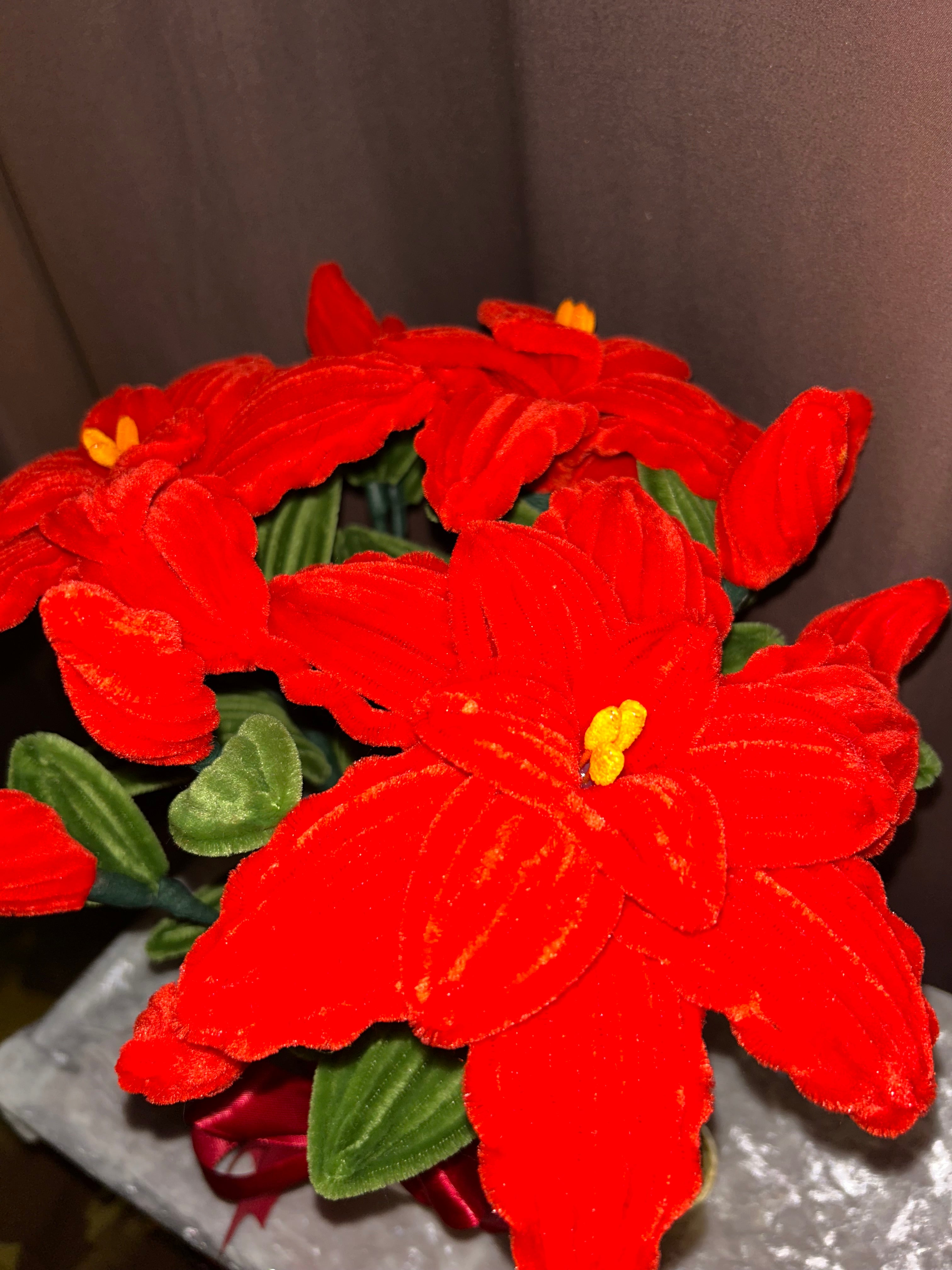 Grande plante poinsettia