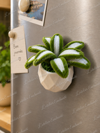 Plante aimant