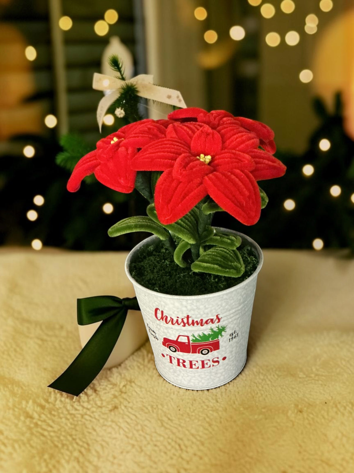 Poinsettia de Noël moyen (différents coloris)