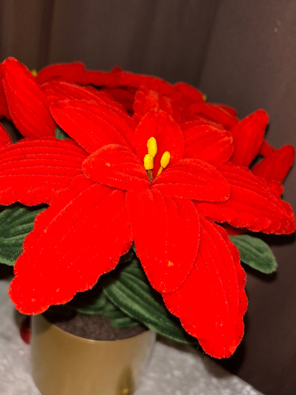 Grande plante Poinsettia