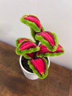 Mini coleus 🪴🌿