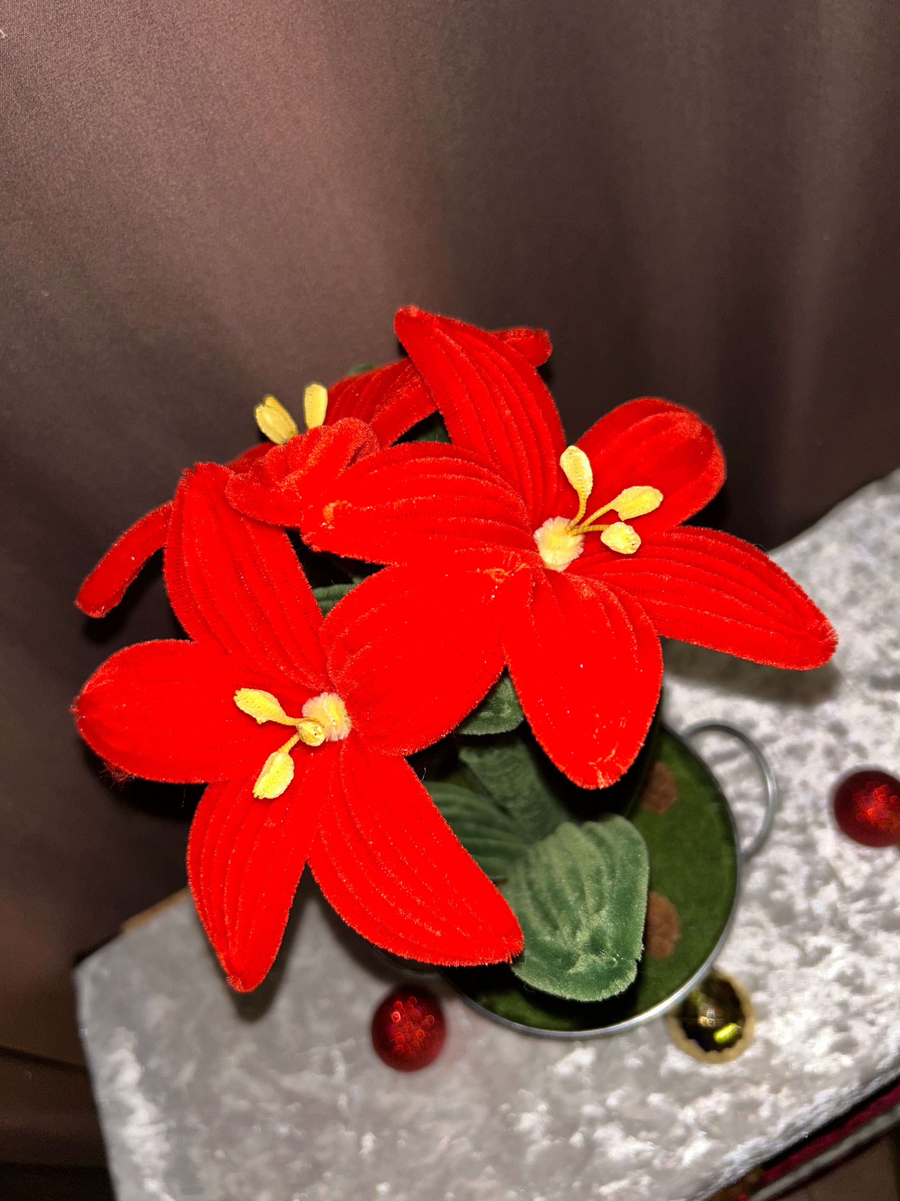 Plante amaryllis rouge