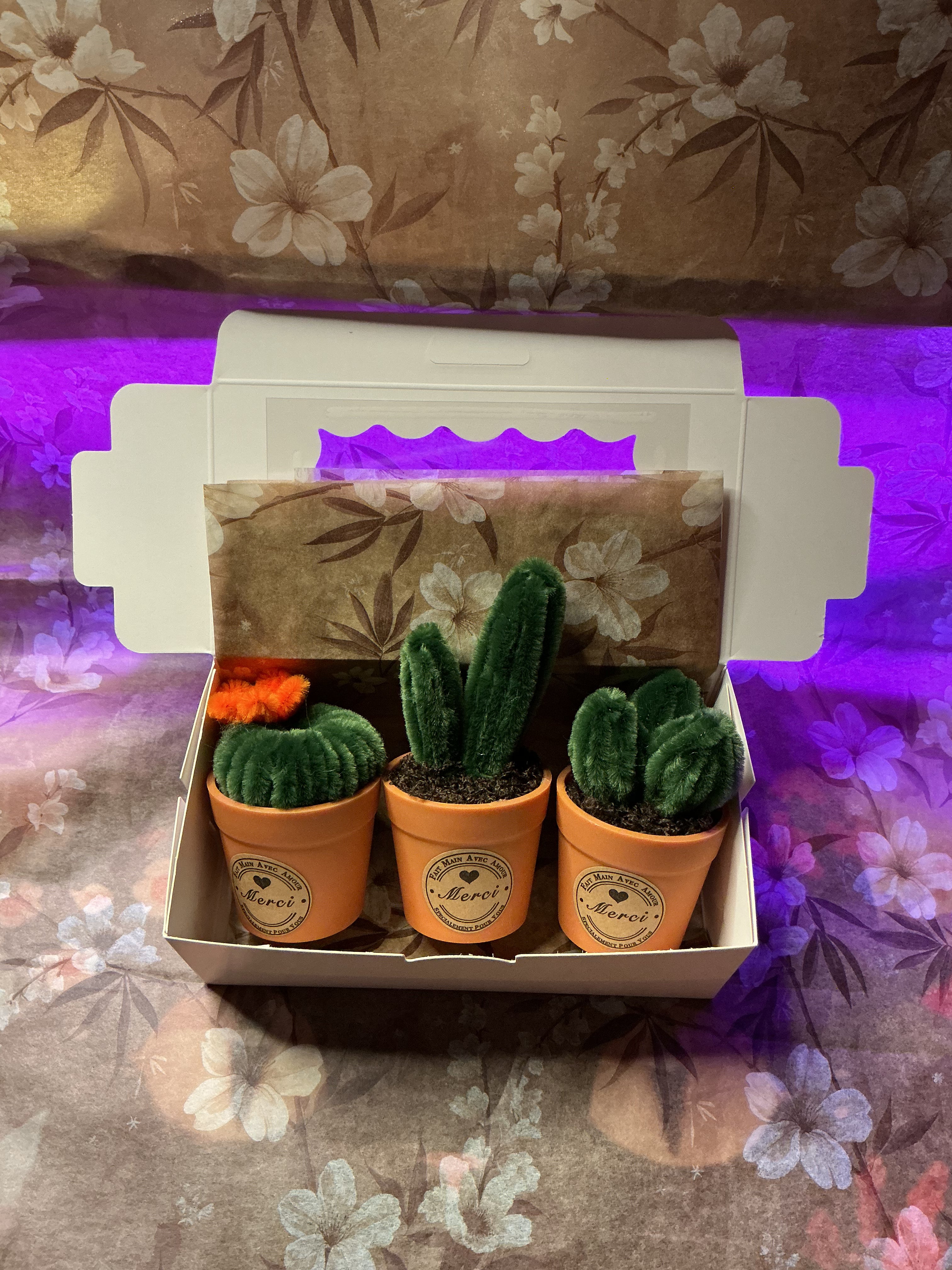 🌵 Mini coffret cactus 🌵