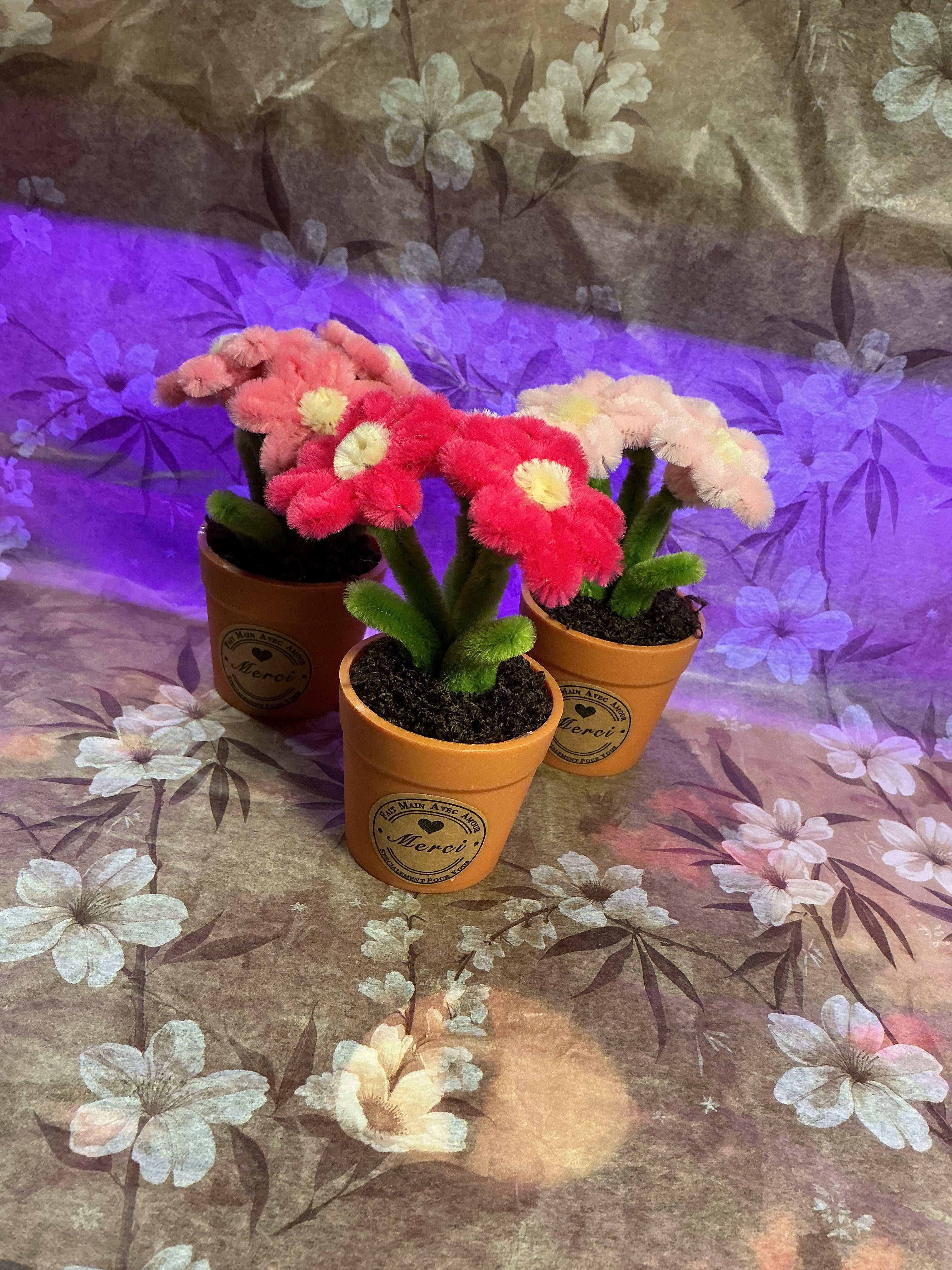 Lot de 3 mini plantes fleuries