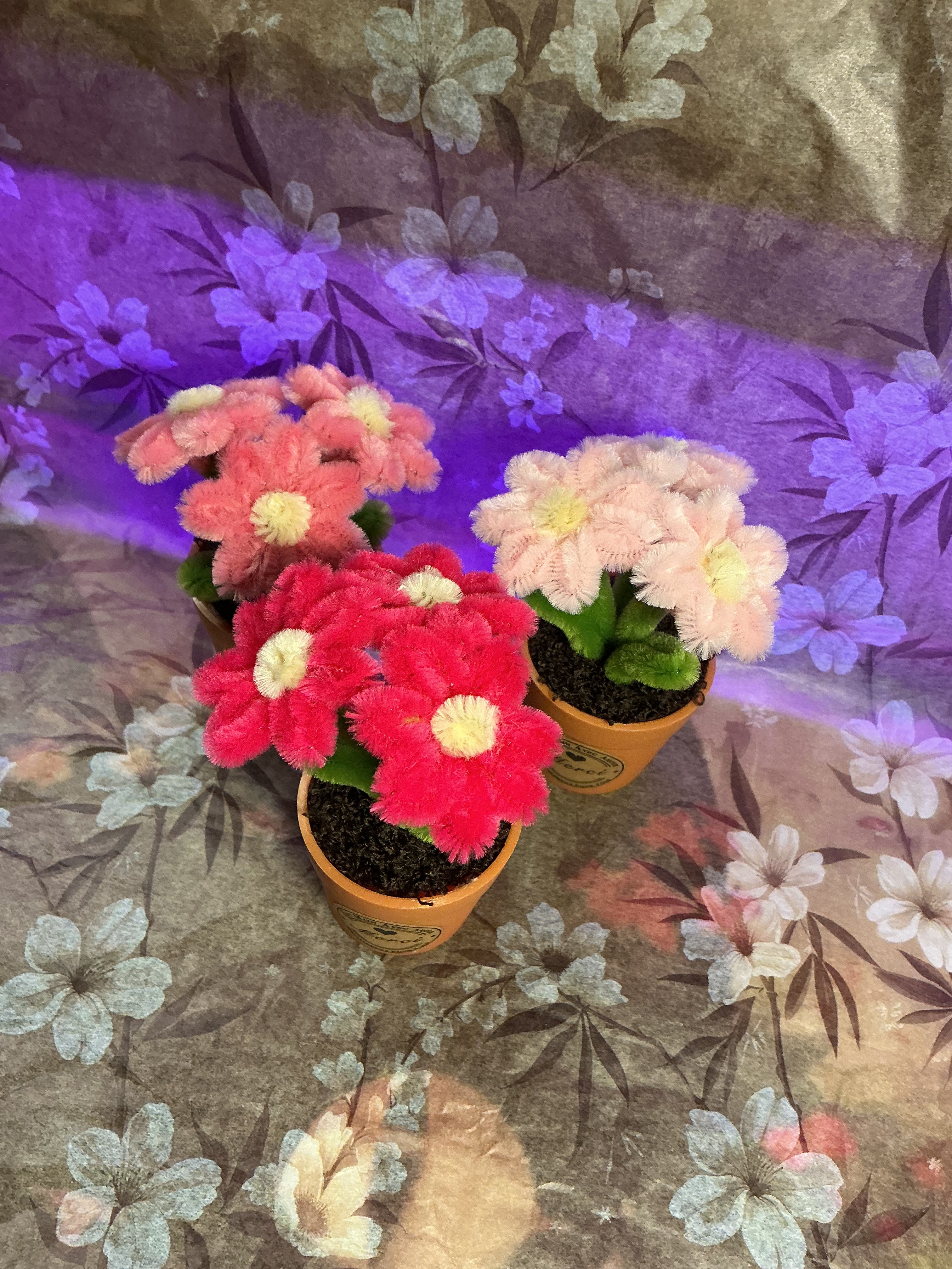 Lot de 3 mini plantes fleuries