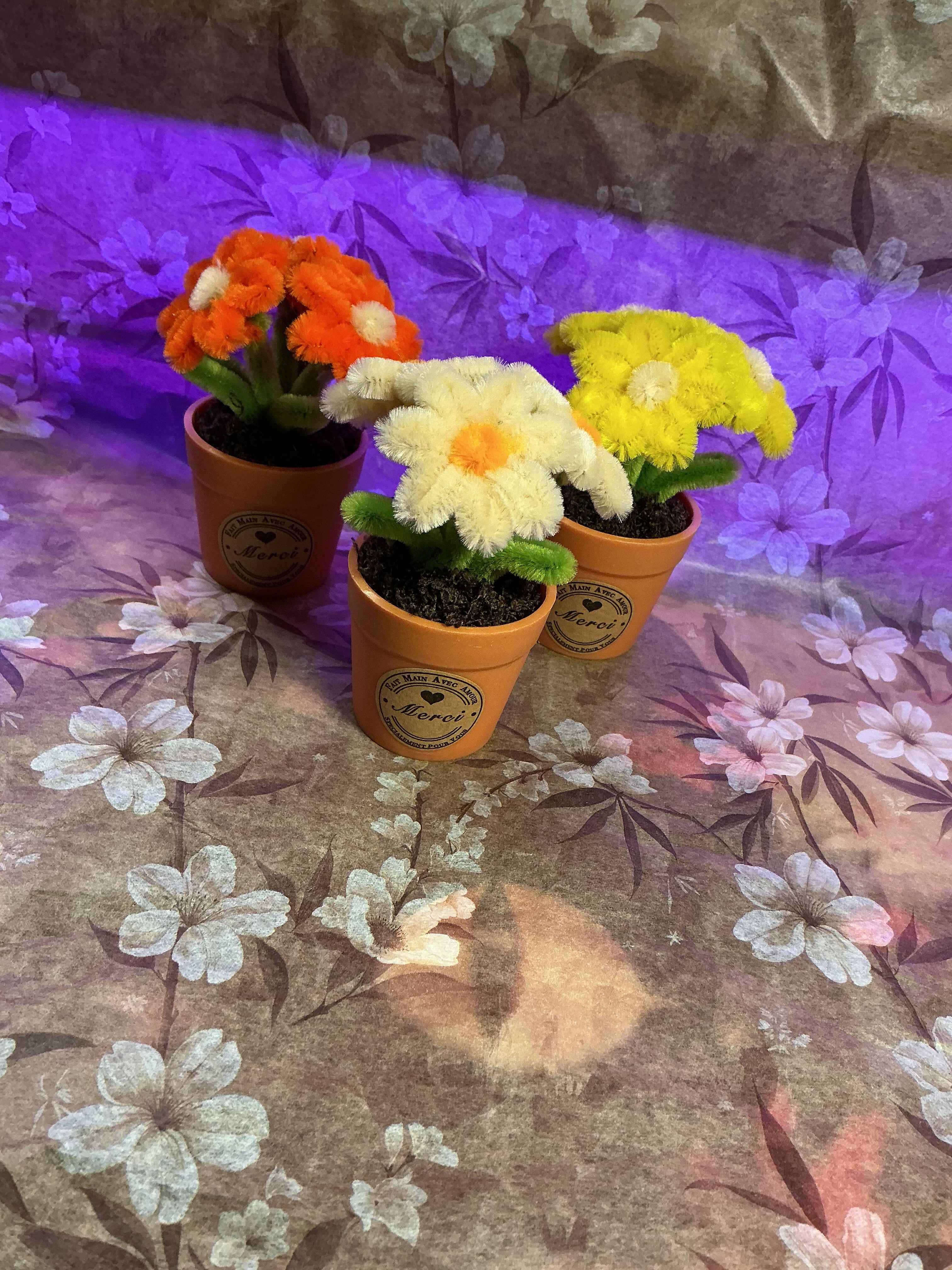 Lot de 3 mini plantes fleuries