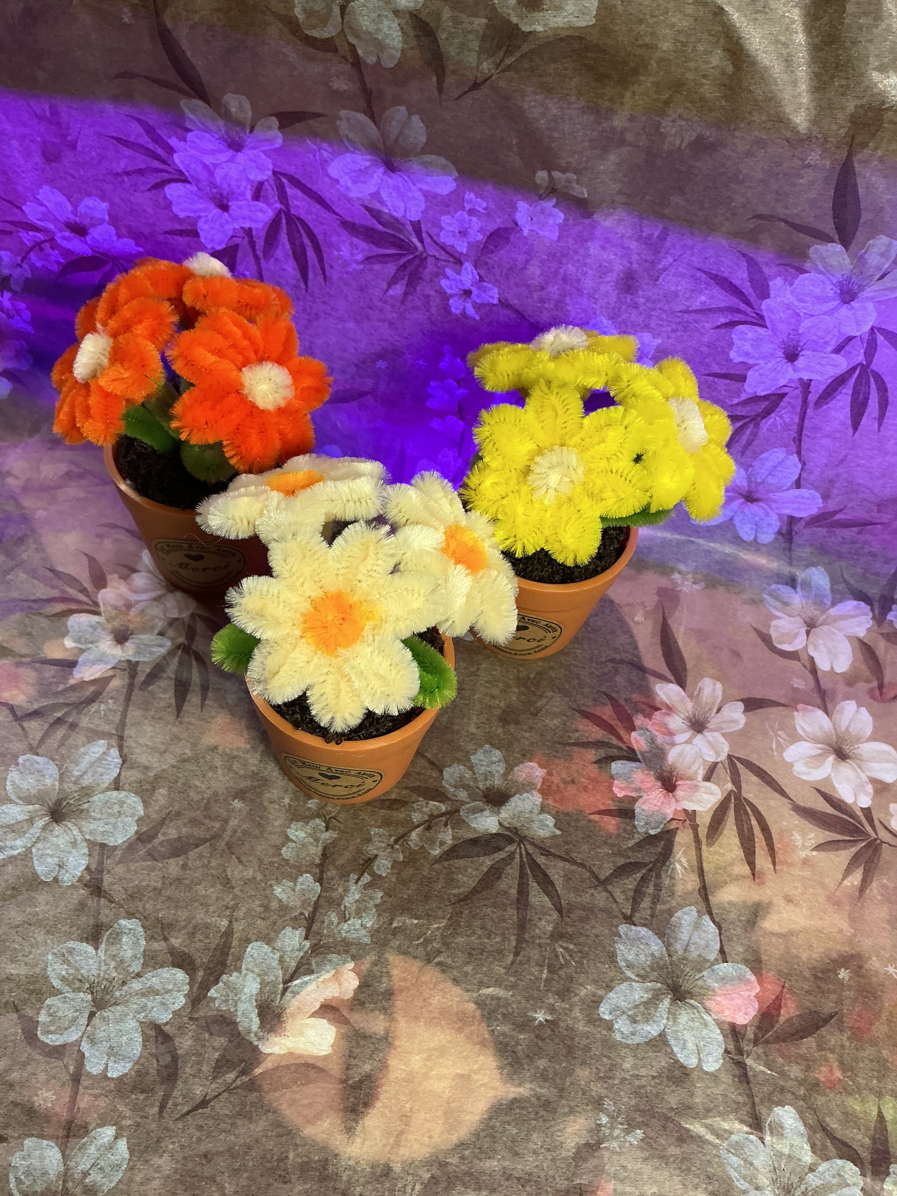 Lot de 3 mini plantes fleuries