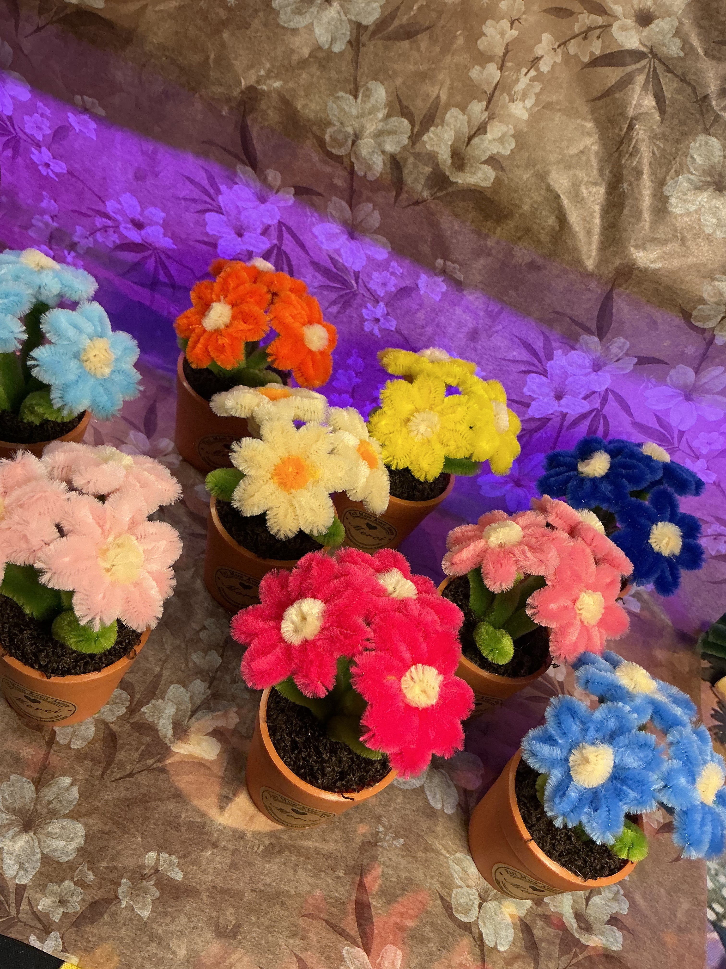 Lot de 3 mini plantes fleuries