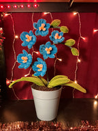 Orchidée Vick bleue