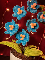 Orchidée Vick bleue