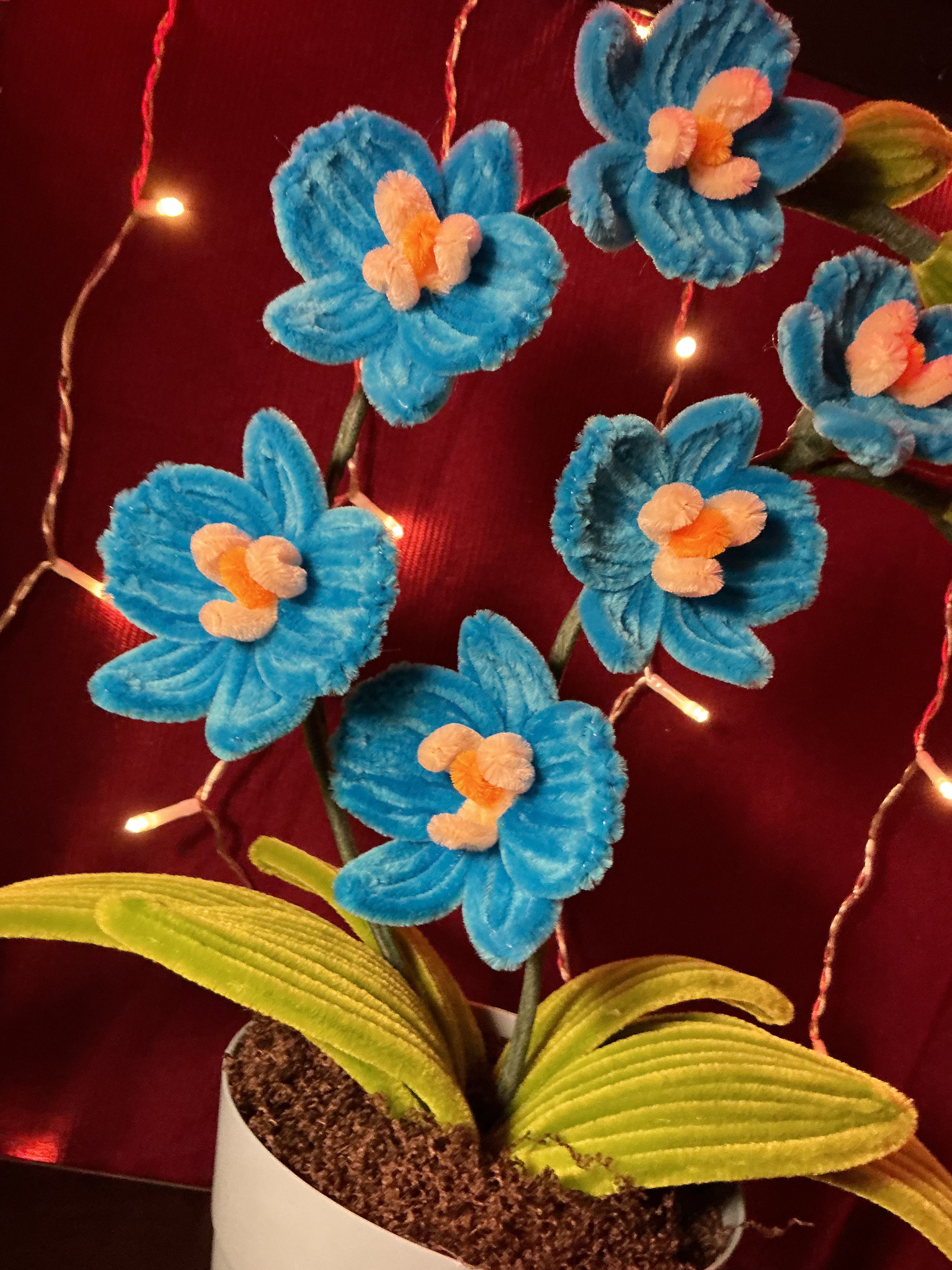 Orchidée Vick bleue