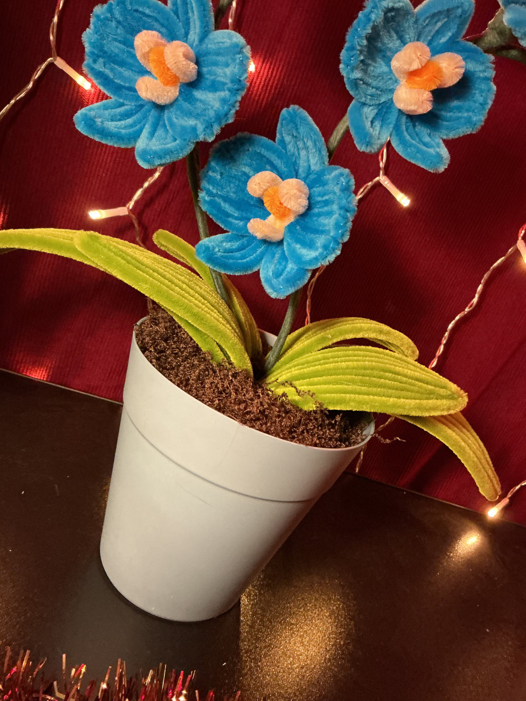 Orchidée Vick bleue