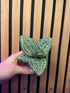 Orchidée bijoux 💍