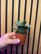 Orchidée bijoux 💍