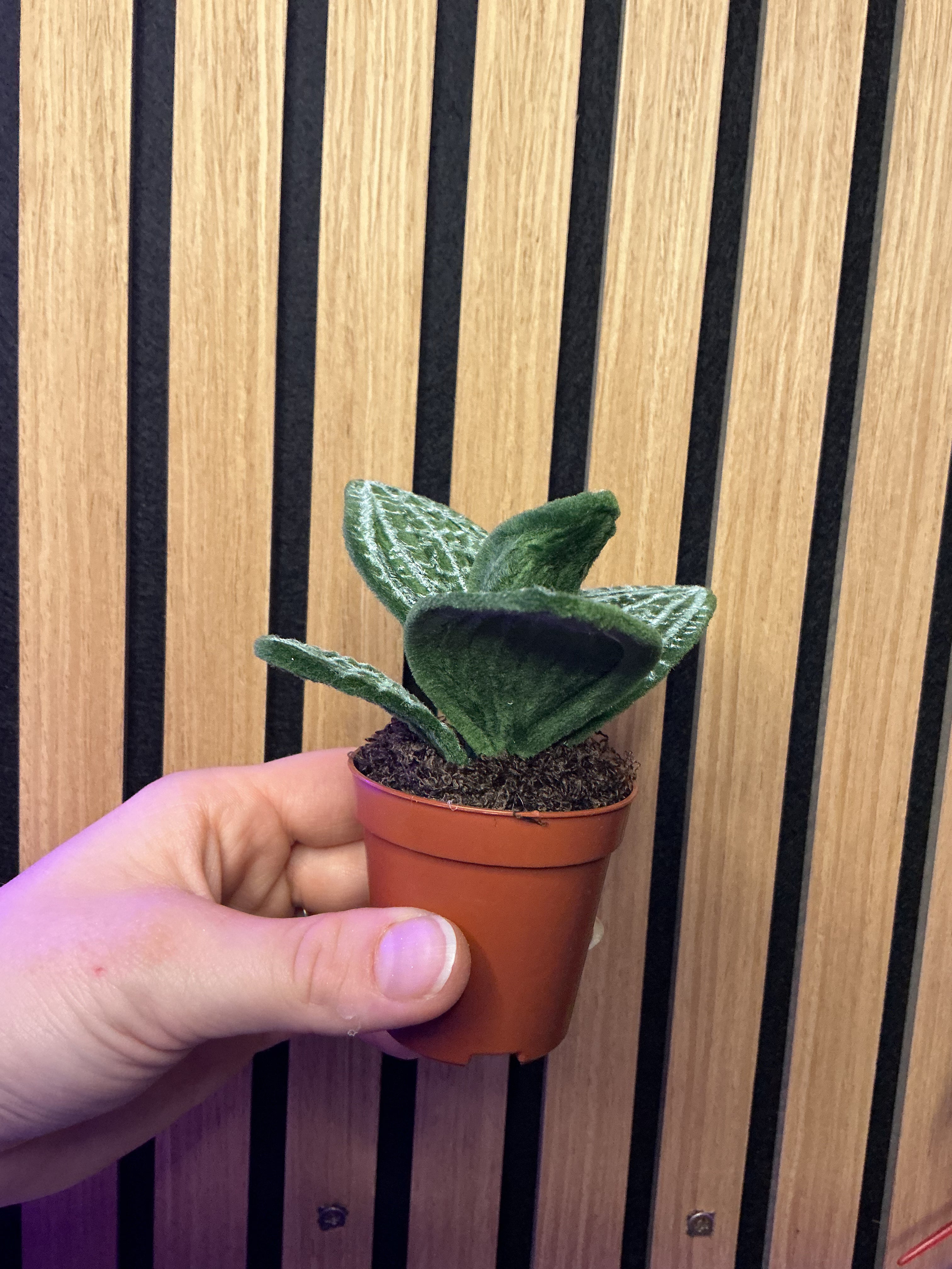 Orchidée bijoux 💍