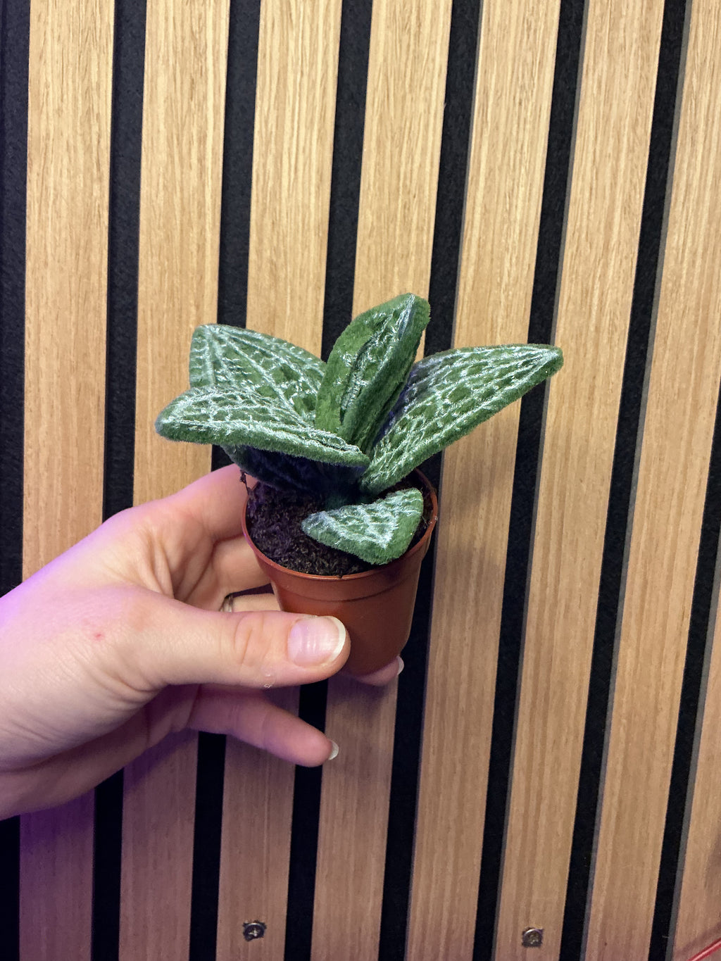 Orchidée bijoux 💍