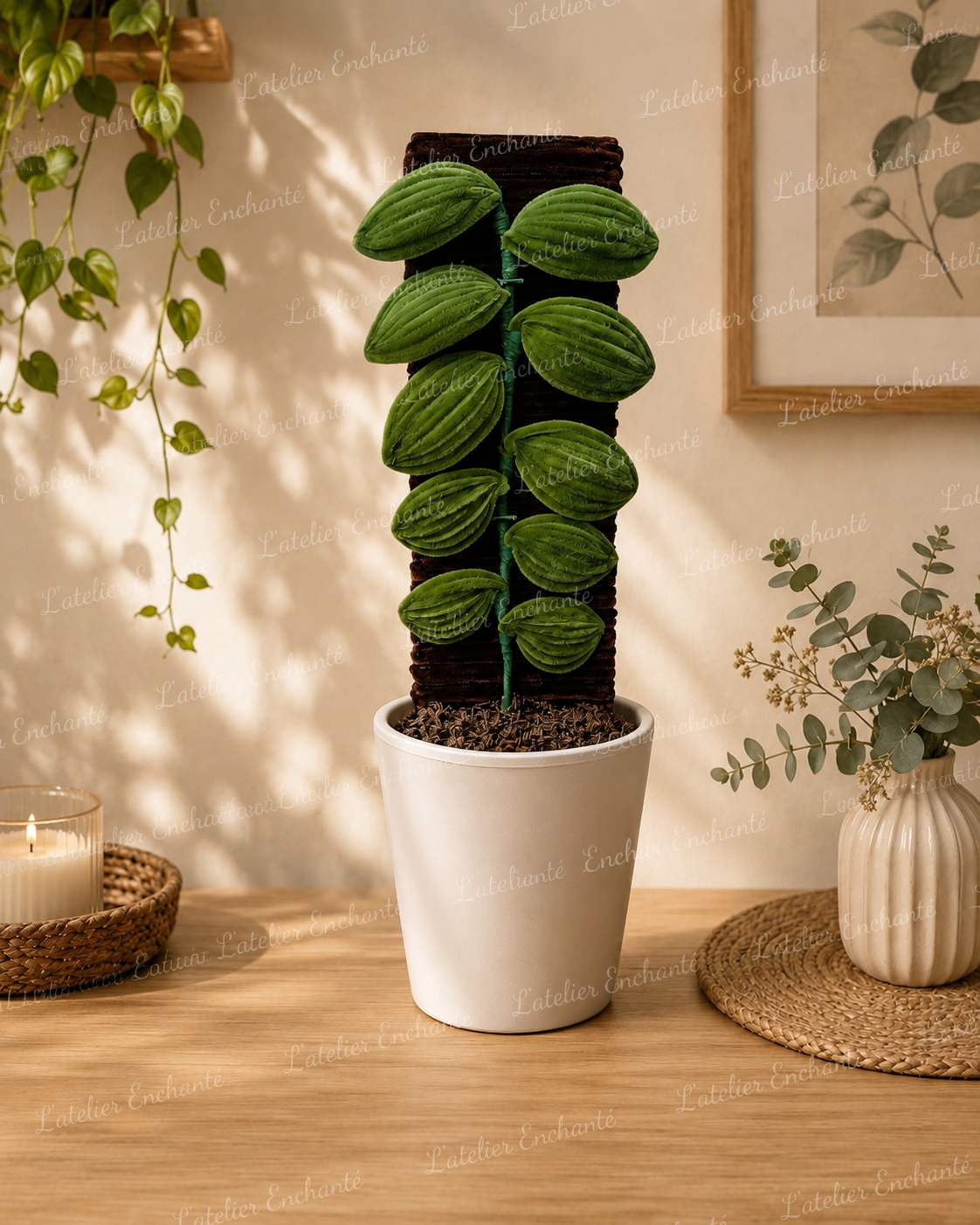 Monstera Dubia 🪴