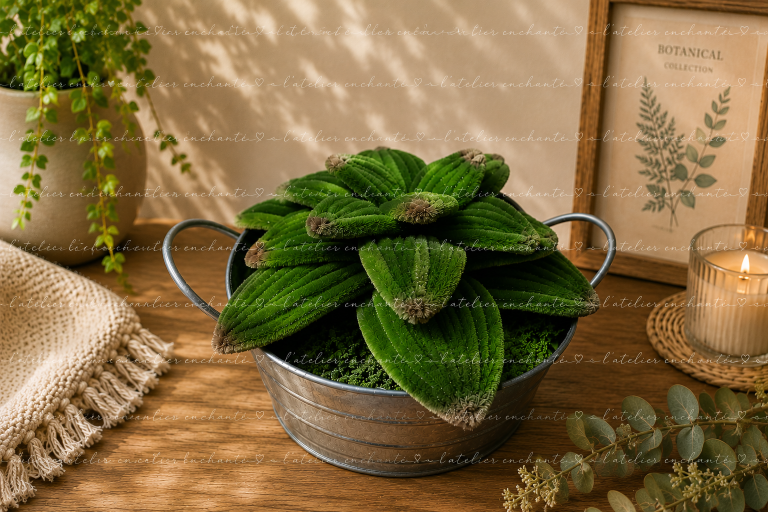 Succulente