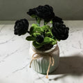 Rosier Doriane Noir 🖤