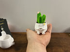 Mini cactus mignon 🥰