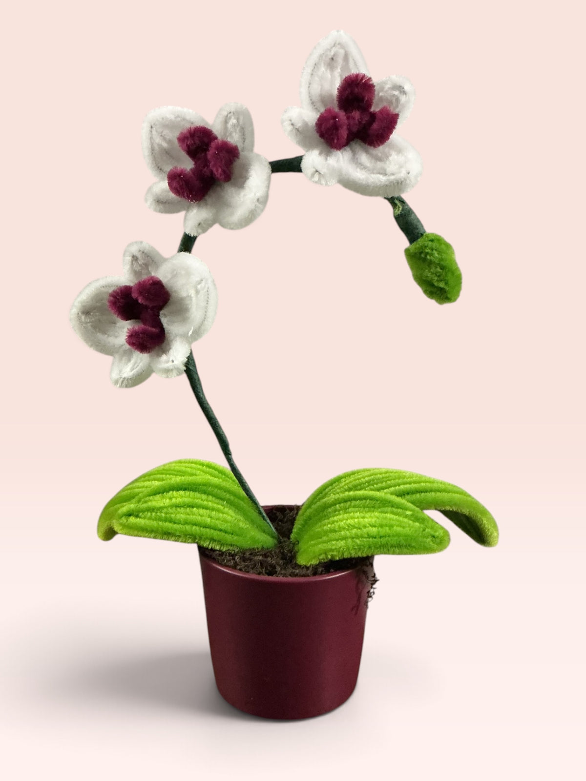 Mini orchidée