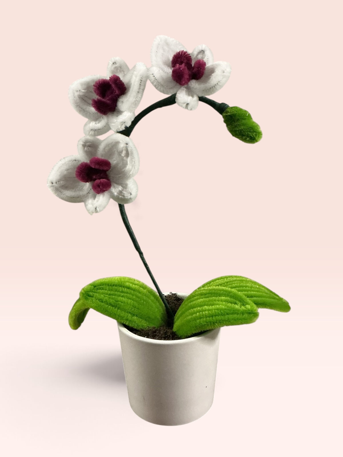 Mini orchidée
