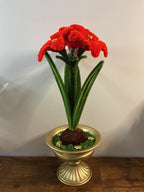 Amaryllis rouge🌟