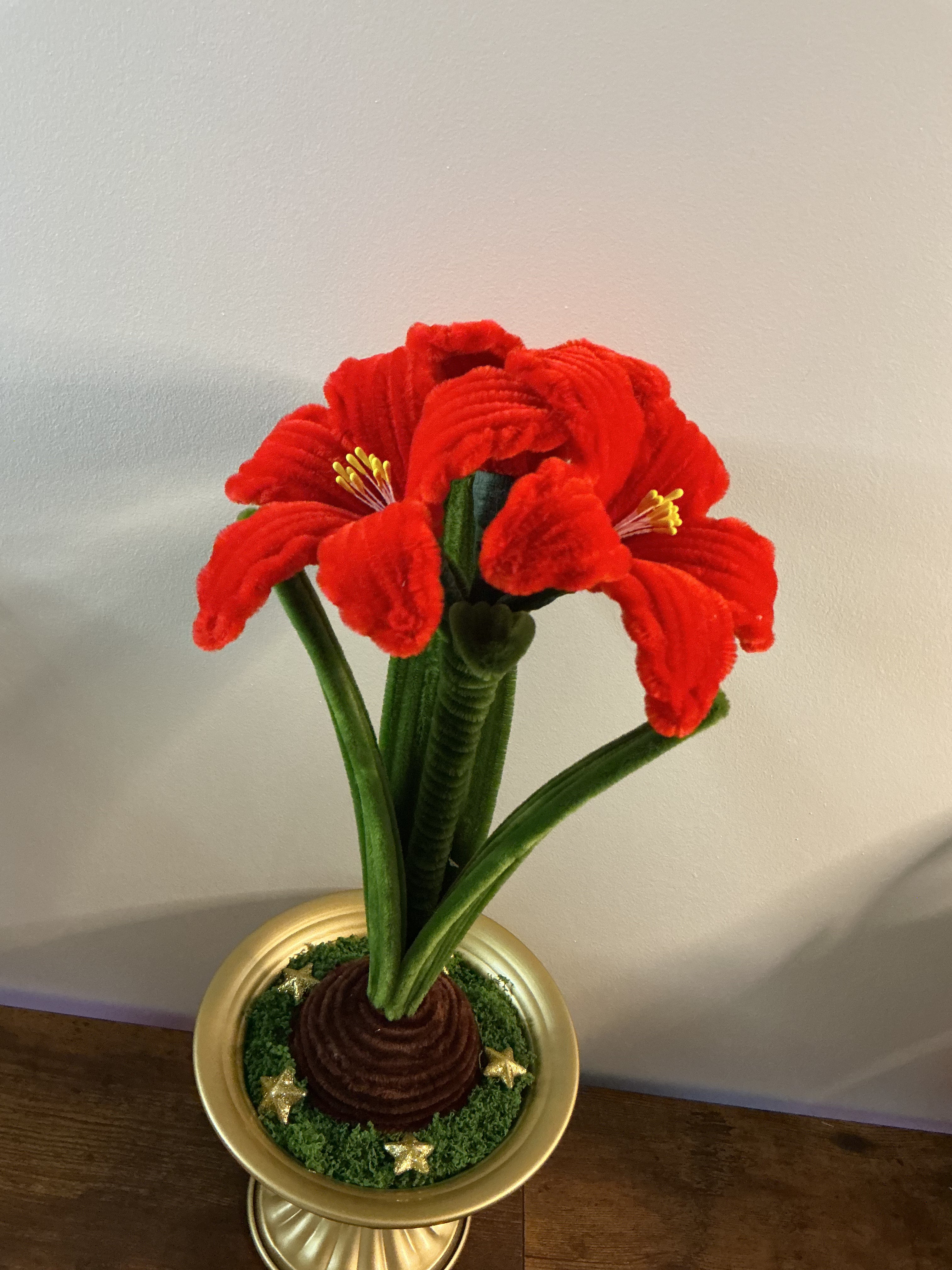 Amaryllis rouge🌟