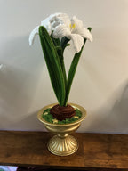 Amaryllis blanc 🌟