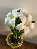 Amaryllis blanc 🌟