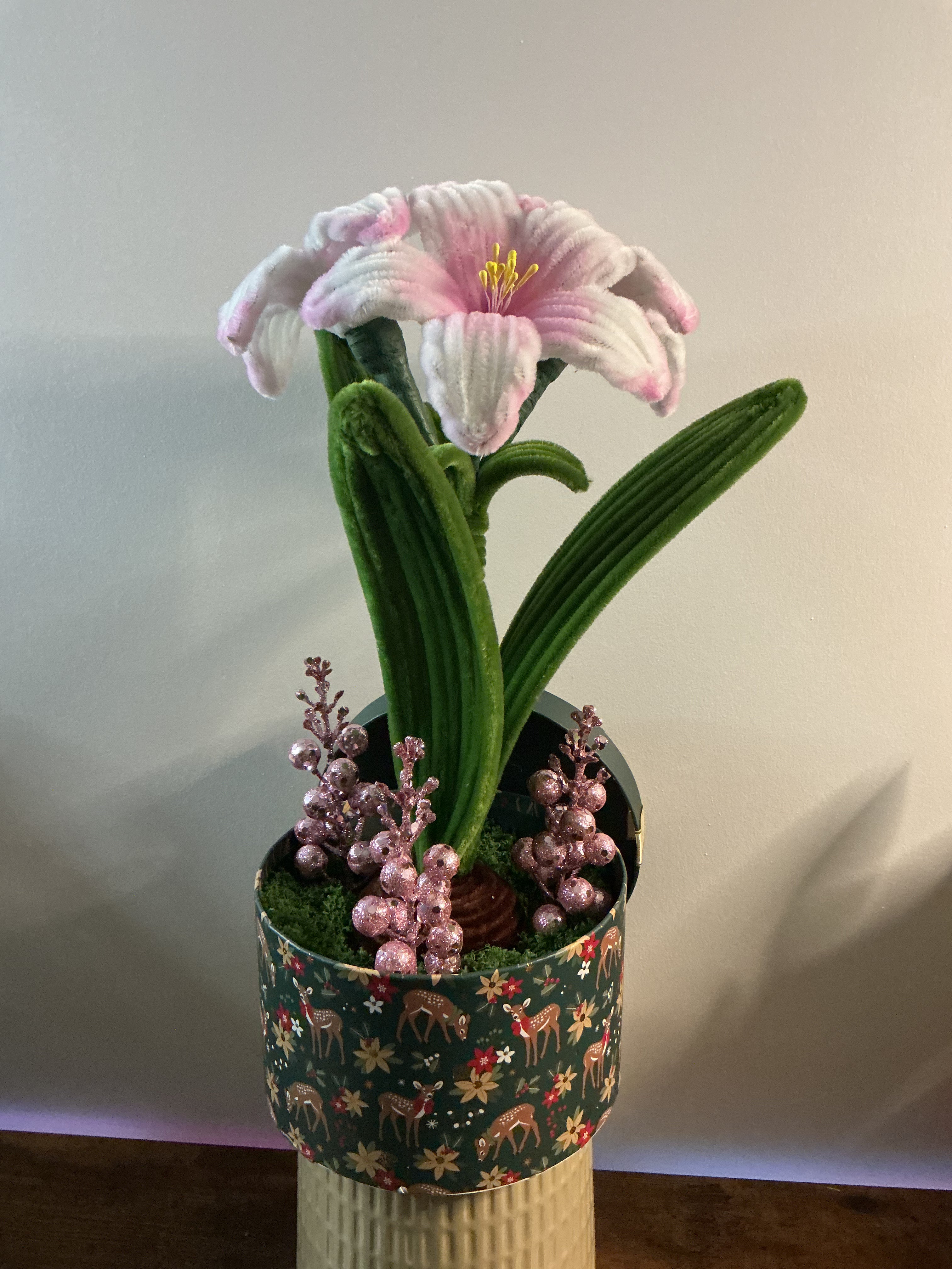 Amaryllis bicolore rose et blanc 🌟🎄