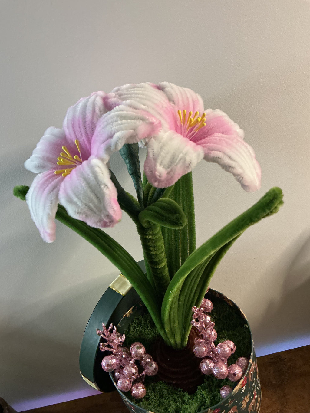 Amaryllis bicolore rose et blanc 🌟🎄