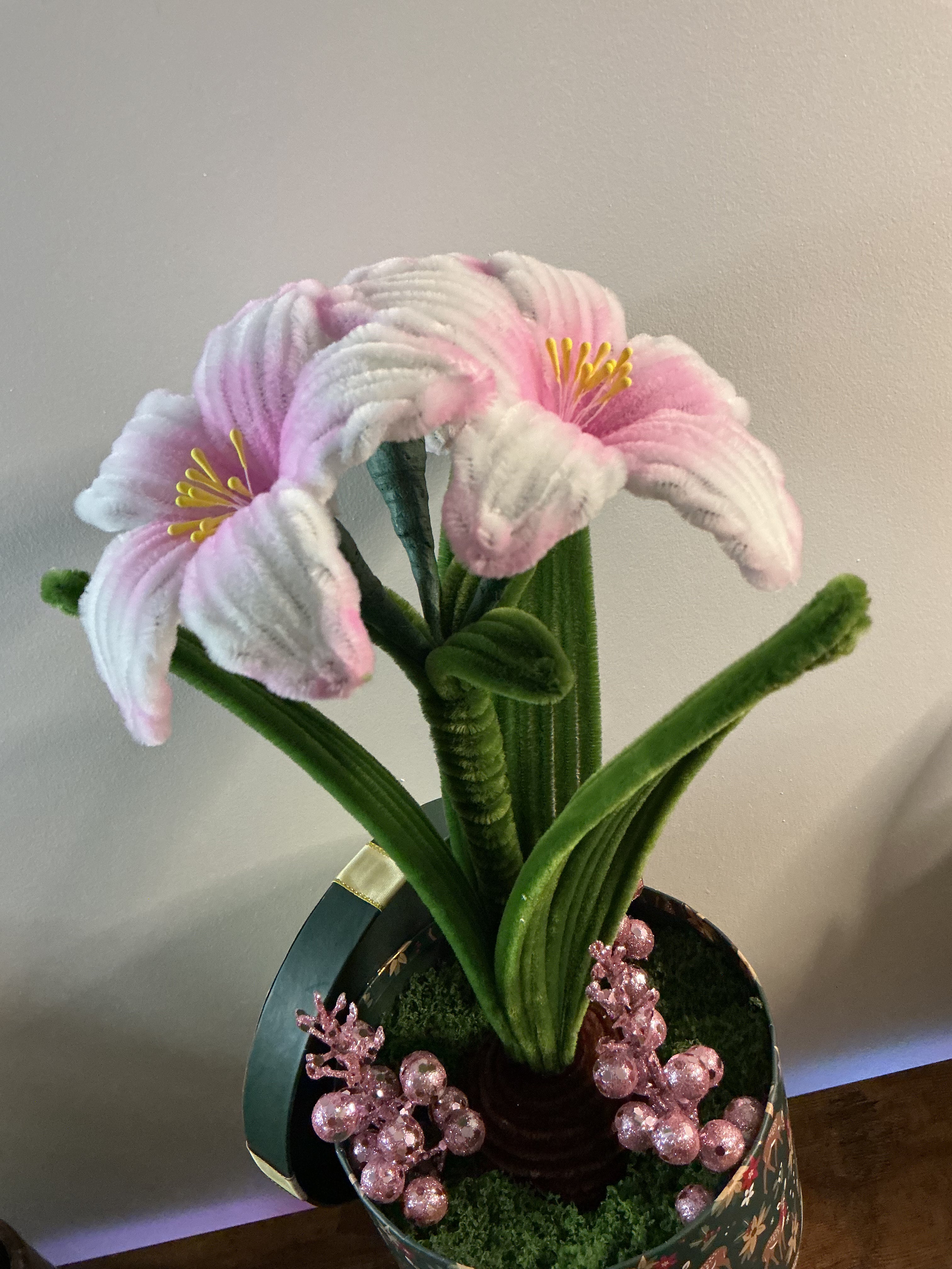 Amaryllis bicolore rose et blanc 🌟🎄