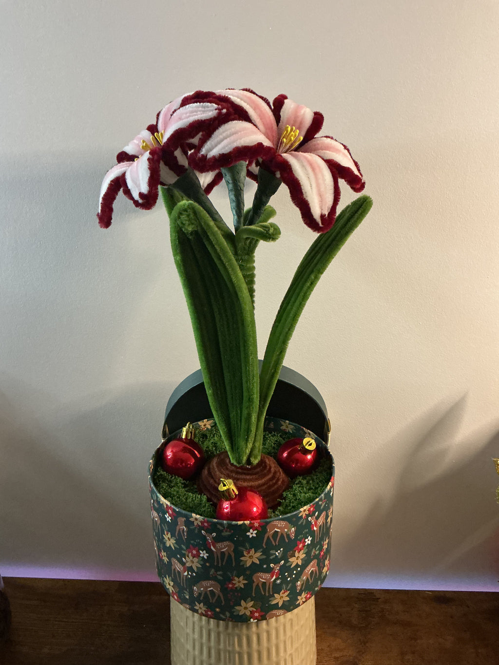 Amaryllis bicolore bordeaux 🌟🎄