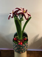 Amaryllis bicolore bordeaux 🌟🎄
