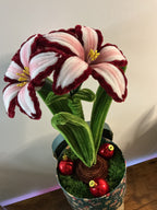 Amaryllis bicolore bordeaux 🌟🎄