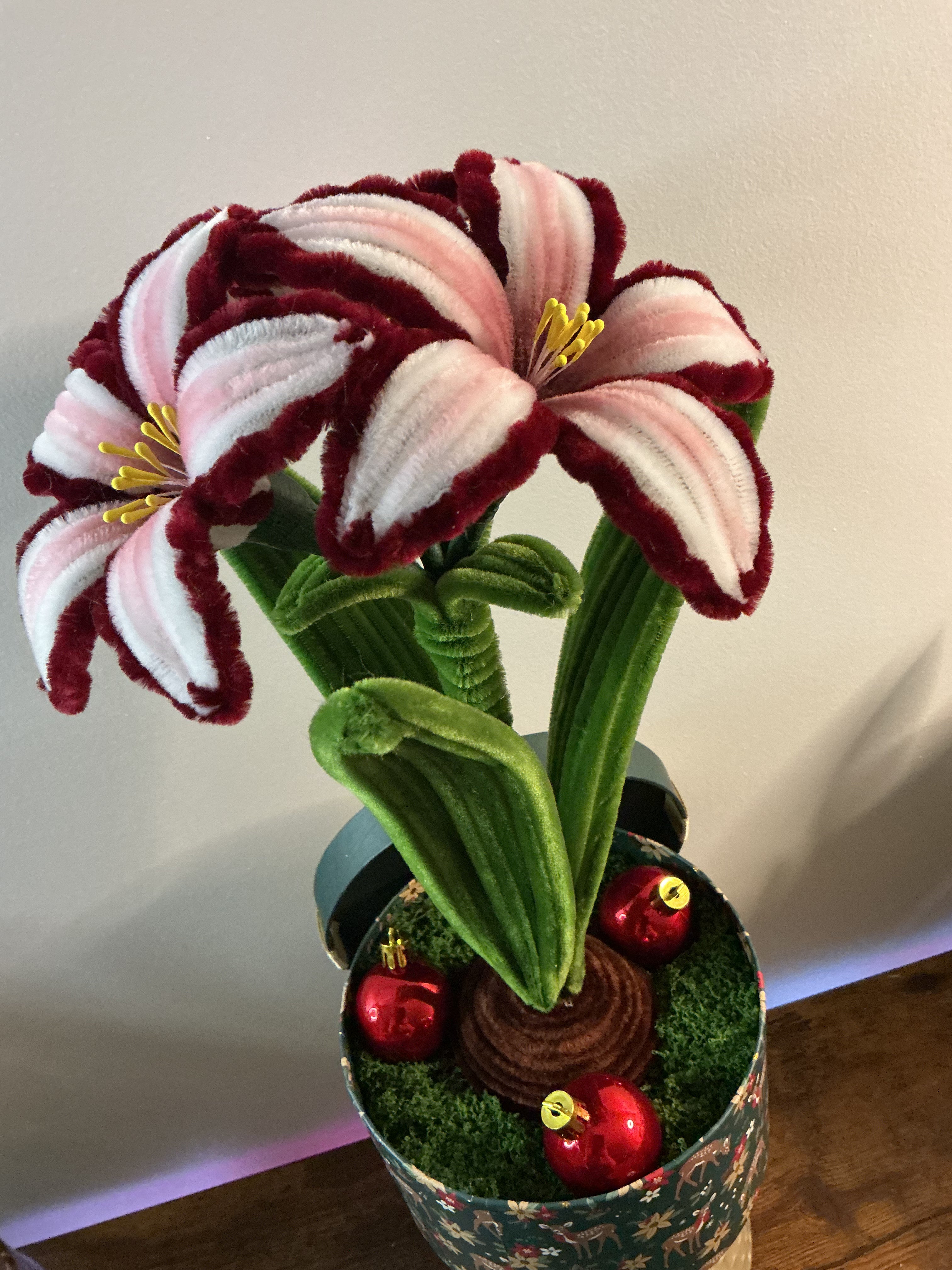 Amaryllis bicolore bordeaux 🌟🎄