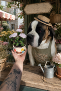 Rosier Doriane rose pastel